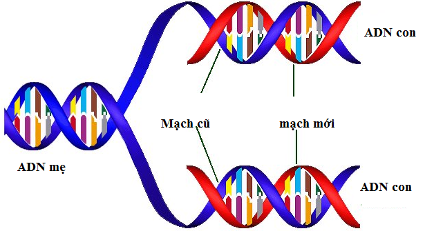 Dịch vụ thám tử điều tra quan hệ huyết thống bằng xét nghiệm ADN.